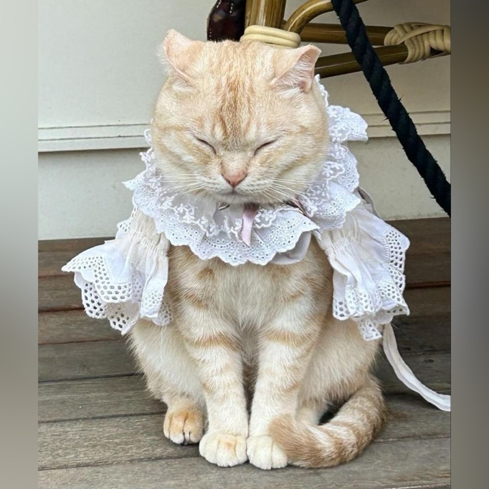 Meet your Posher, Lela